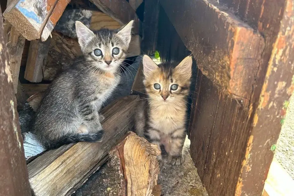 Котята без кличек