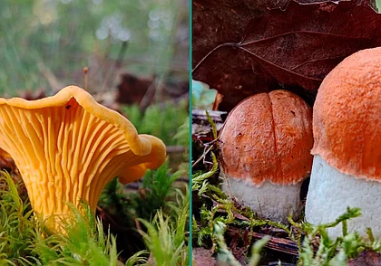 Начинается фотоконкурс «Грибалка удалась!». Присылайте нам фото своих трофеев