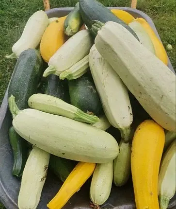 Кабачки свежие.