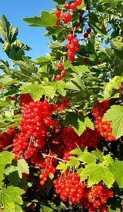 Смородина красная.