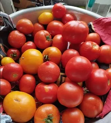 Помидоры свежие.