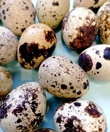 Яйца перепелиные.