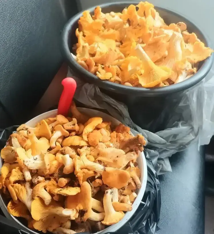 Трофеи Константина Афнагеля.