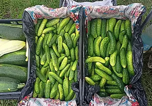 Белкоопсоюз принимает у населения сезонные ягоды и овощи. Какие цены?