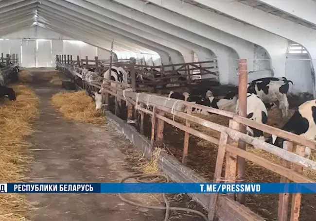 На Могилевщине вскрыта преступная схема сокрытия падежа скота