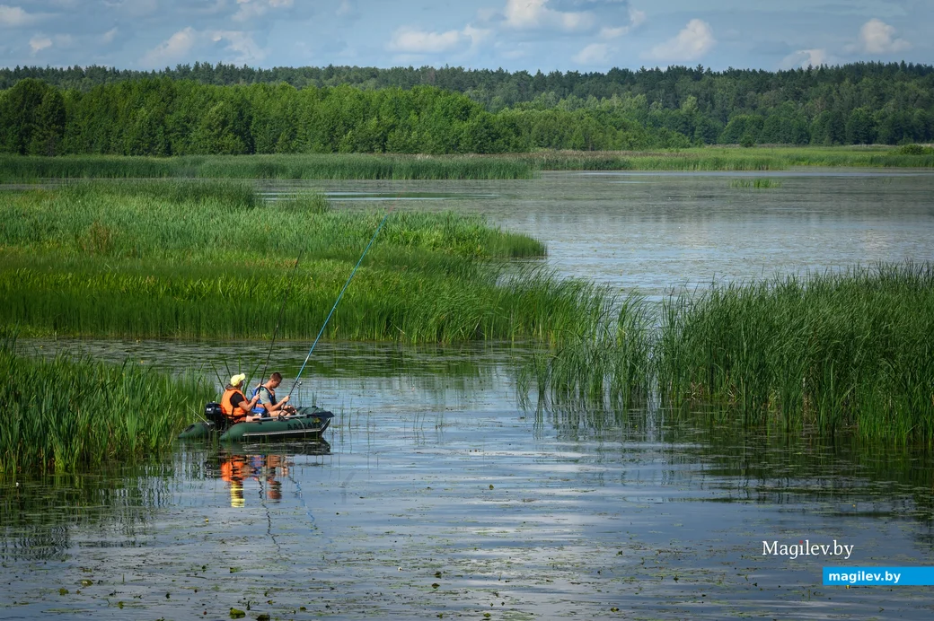 29.07.2023. Н10190, Коровчено, Черноборский сельский Совет, Быховский район, Могилёвская область,