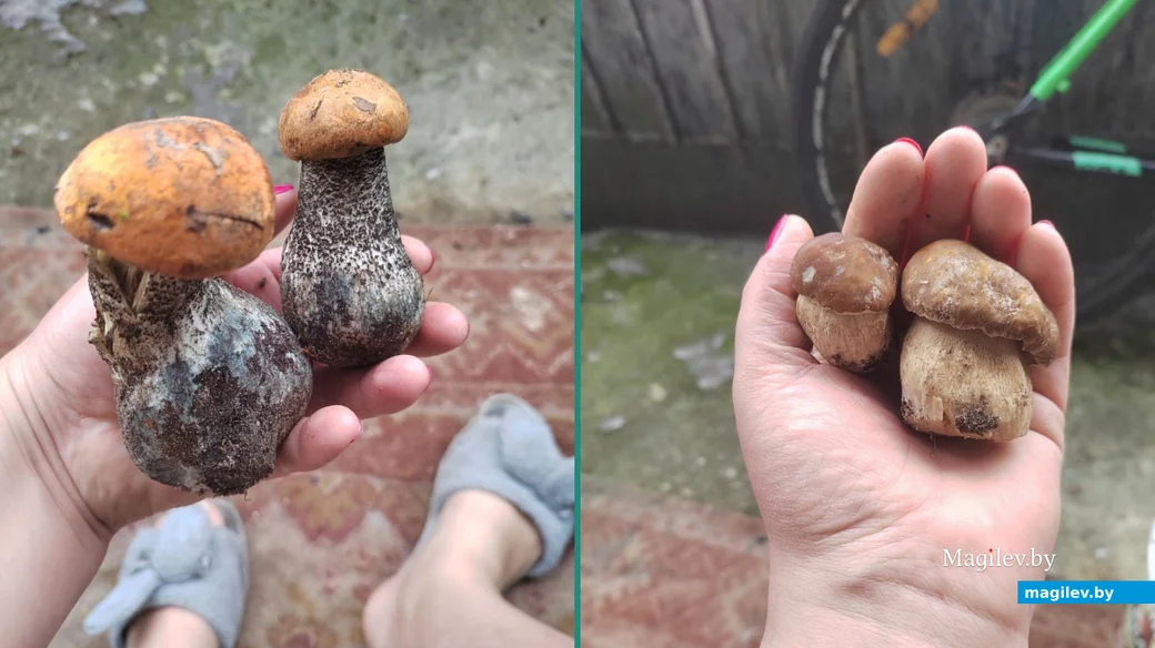 Трофеи Сюзанны Хомиченок из Бобруйска.