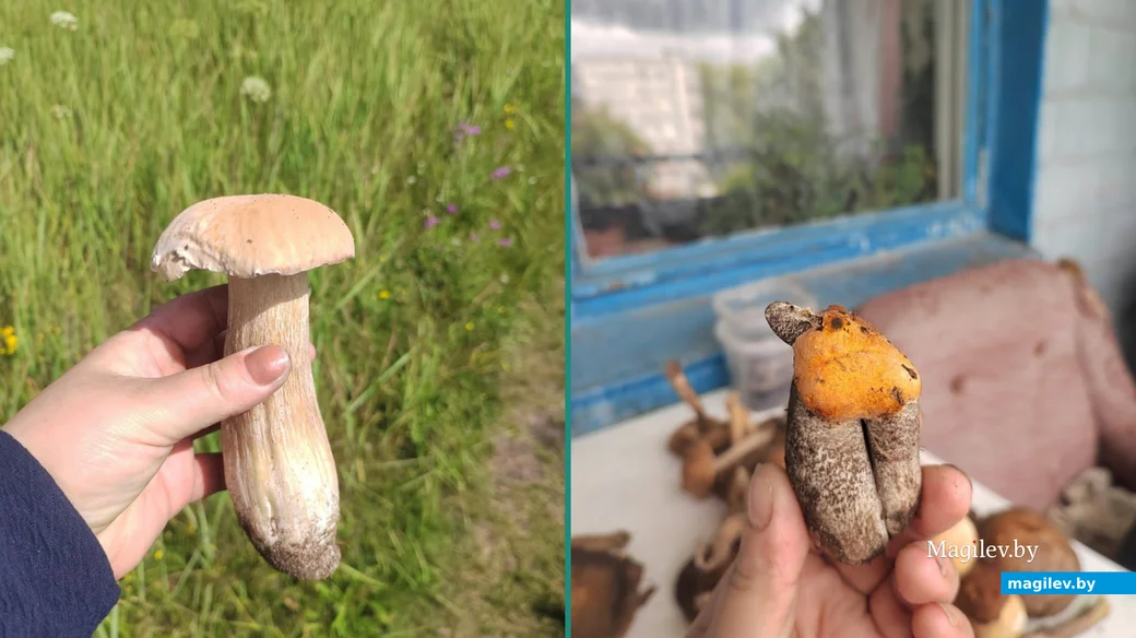 Трофеи Сюзанны Хомиченок из Бобруйска.