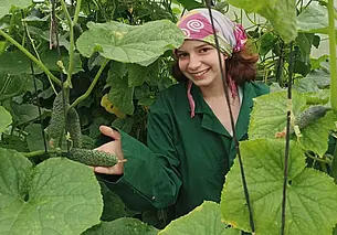 «В наших условиях огурцы лучше растут в теплице»