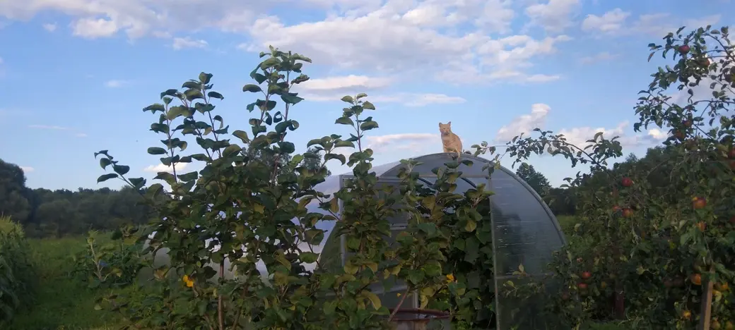 Владения Максимовых. д. Вишневка Бобруйского района, 26.07.2023.