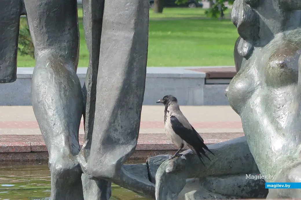 Июль 2023 г. Могилев, фонтан у Дворца культуры области. Вороны тоже за водные процедуры!