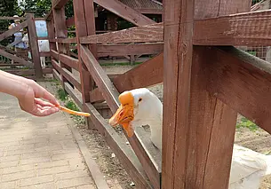 Прокатиться на поезде и покормить животных