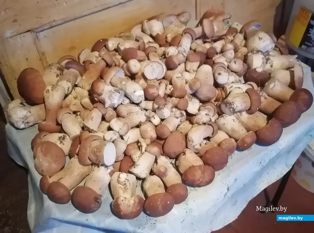 Трофеи семьи Елинских из Бобруйска.