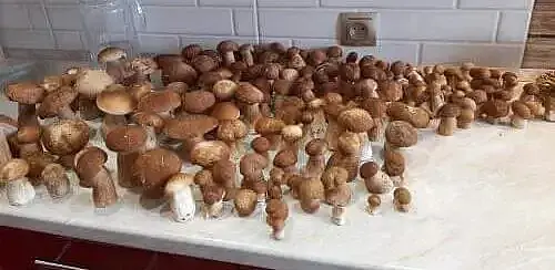 Улов Дмитрия Михолапа из Бобруйска.