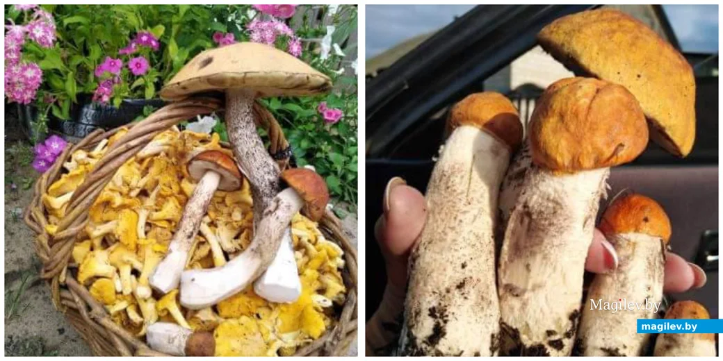 Трофеи Елены Коваленко из Бобруйска..