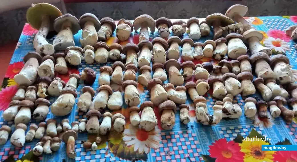 Фото Натальи Дубиной из Бобруйска.