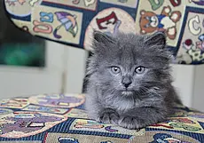 Маленькая Лола, кошечка Доми и четверо котят без кличек: кто ищет хозяина в Могилеве