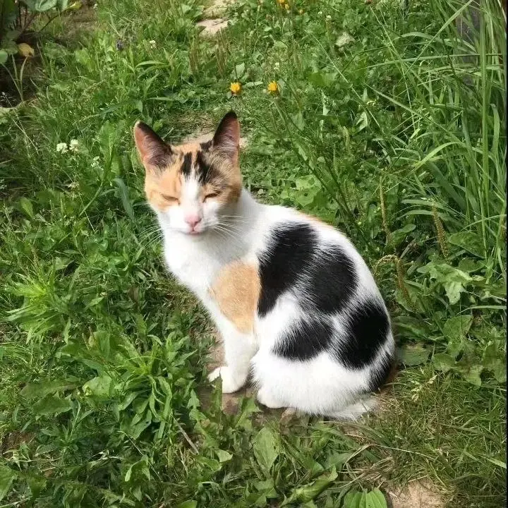 Добрая кошка.