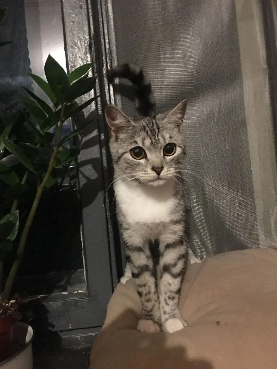 Молоденькая кошечка.