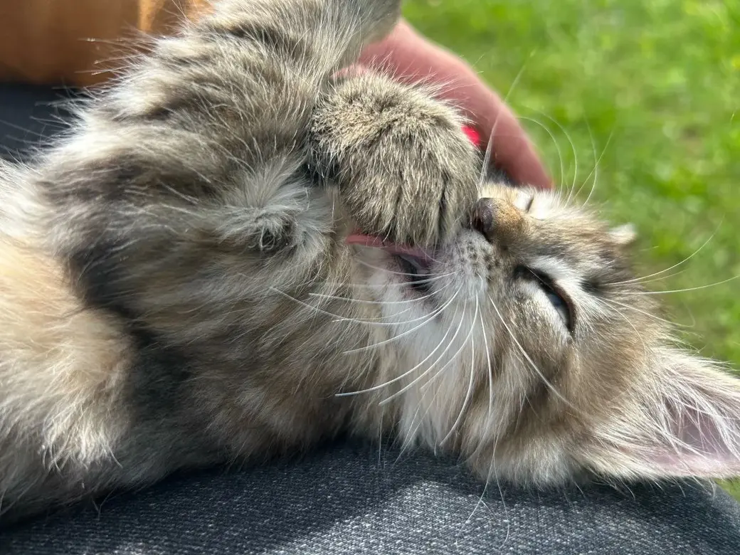 Котодевочка.