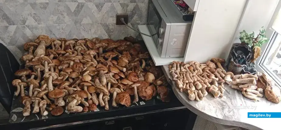 Трофеи Светланы и Константина Шкарубо из Бобруйска.