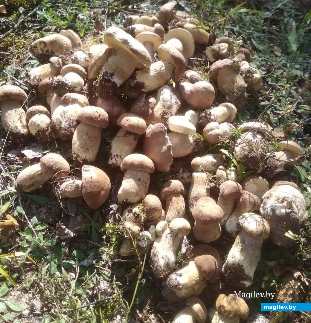 Трофеи Антонины Соколовой из Бобруйска.