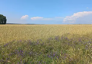 Прокуратура Могилевской области выявила нарушения в сфере АПК