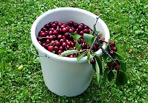 Собирать вишню и дежурить на аттракционах