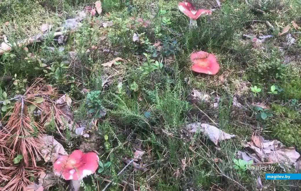 Фото Евгения Прокопчика из Бобруйска.