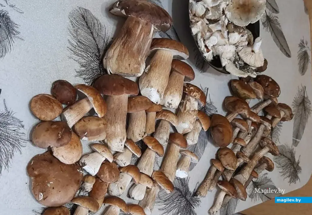 Трофеи Сергея Кадобина из Бобруйска.