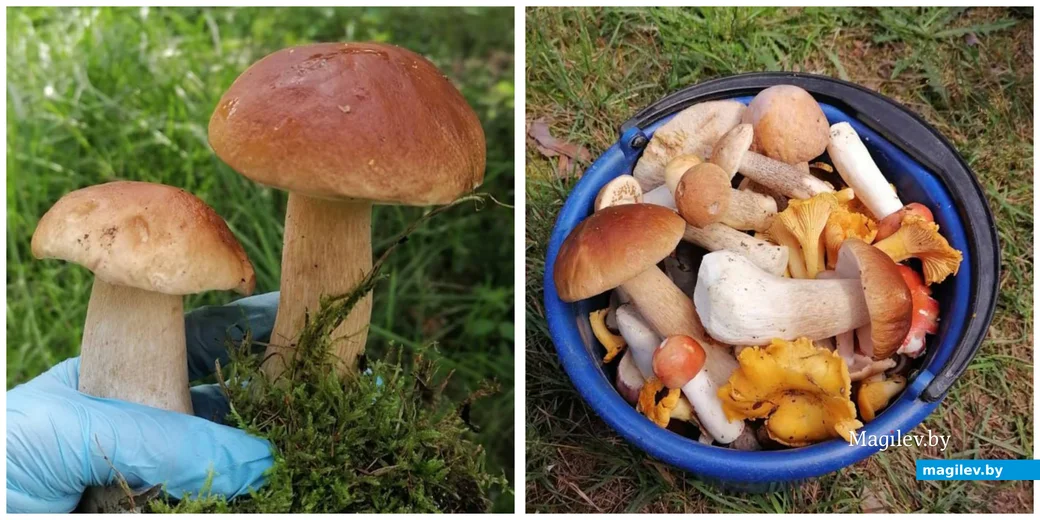 Улов Натальи Егороовй из Бобруйска.