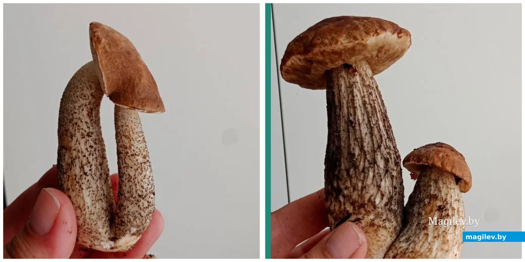 Трофеи Светланы и Константина Шкарубо из Бобруйска.