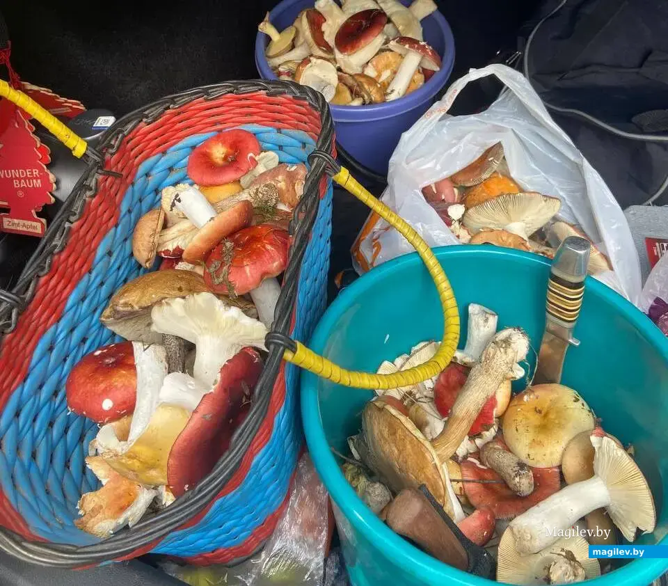 Фото Евгения Прокопчика из Бобруйска.