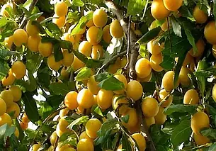 Яблоки, малина тибетская и алыча за бесплатно: бесплатные объявления на KRAMA.magilev