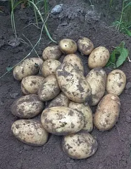 Картофель молодой.