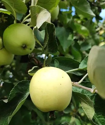 Яблоки Белый налив.