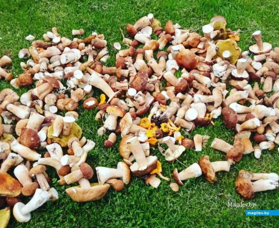 Трофеи Андрея Кричко из Бобруйска.