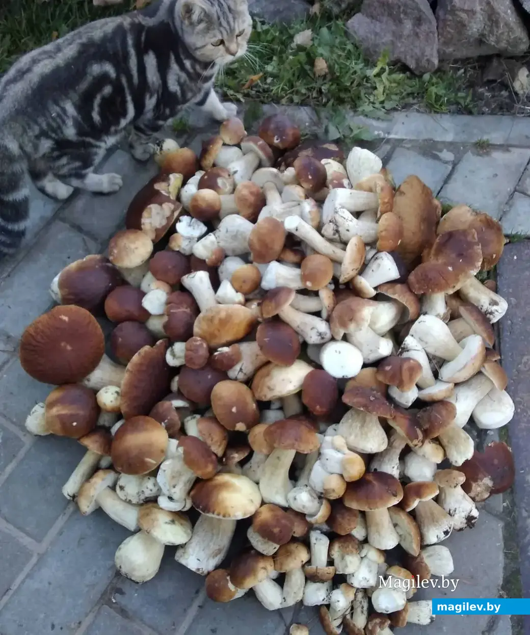 Улов Елены Короленко из Речицкого района.