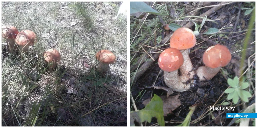 Фото Алексея Дашкевича из Бобруйска.