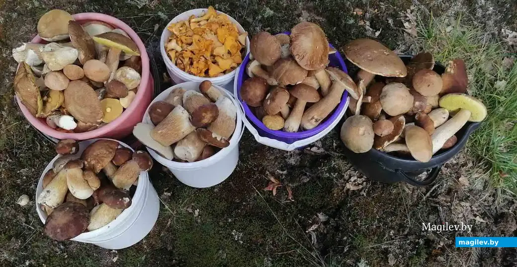 Трофеи семьи Чучвал из Глуска.