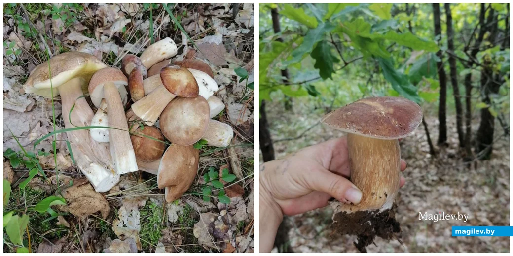 Трофеи семьи Чучвал из Глуска.