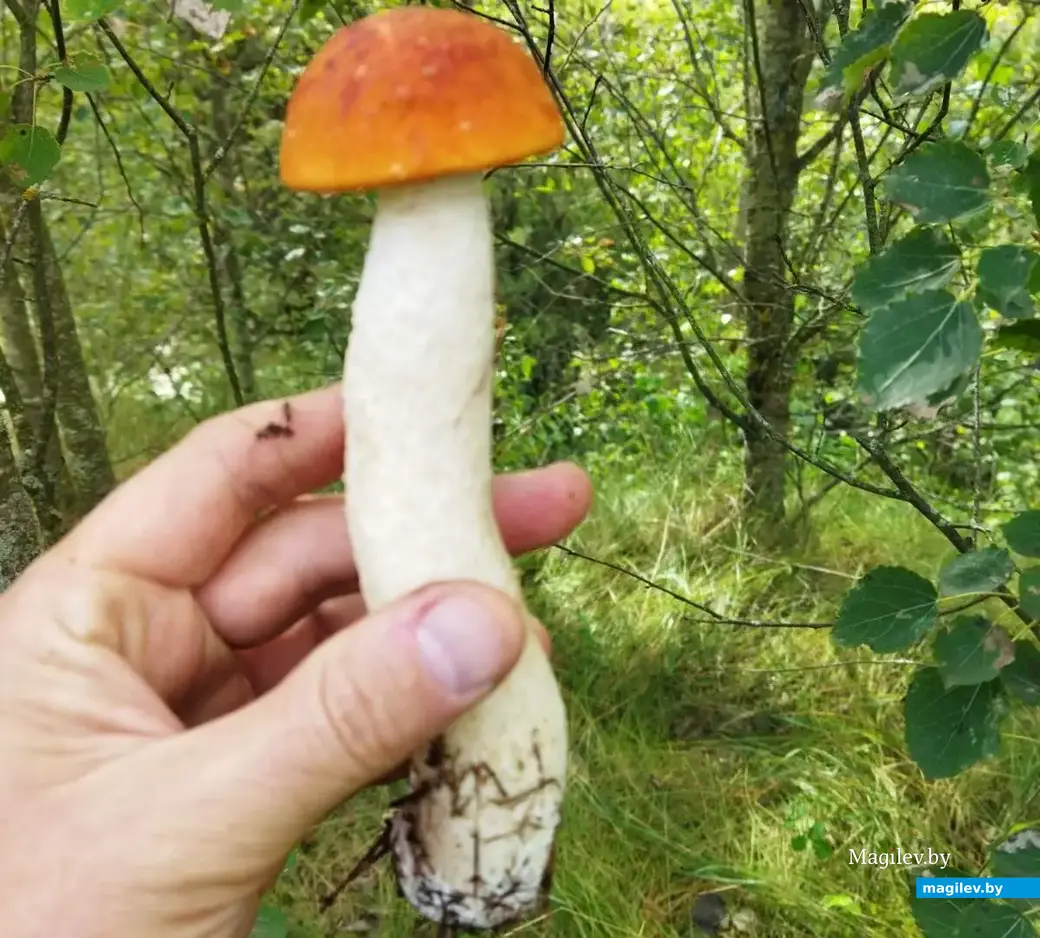 Фото Андрея Ильяшенко из Могилева.