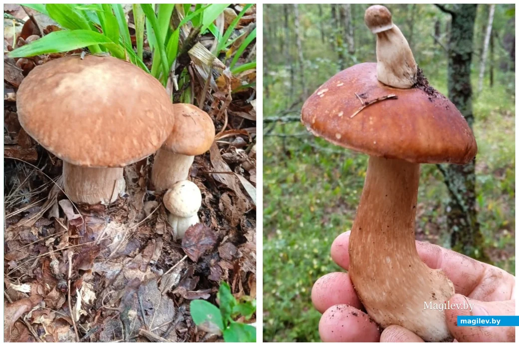 Улов бобруйчан Валентины и Василия Карликовых.