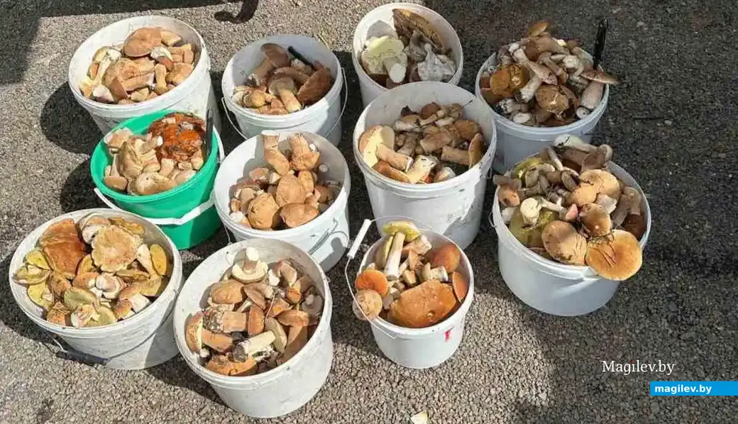 Фото Татьяны Малиновской из Бобруйска.