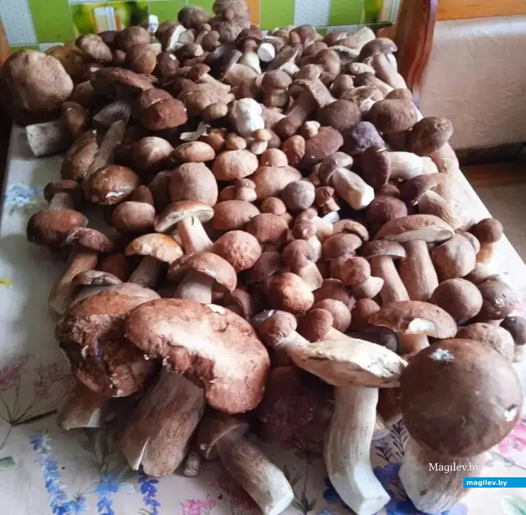 Трофеи Натальи Гусевой из Бобруйского района.