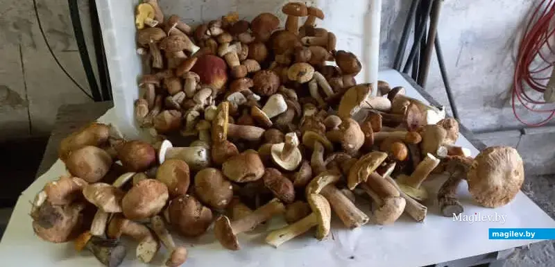 Трофеи Льва Федоренко из Бобруйска.