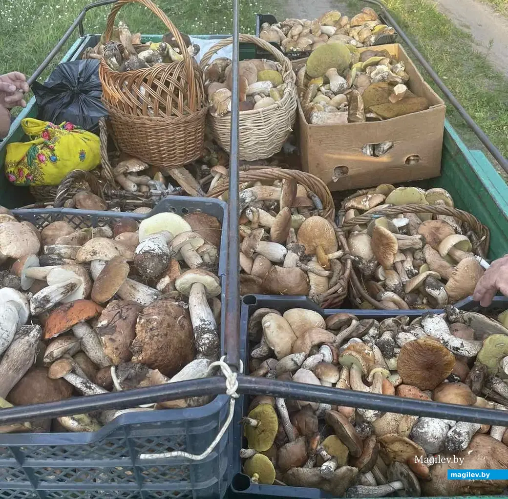 Завидный улов Михаила Харашуна из Бобруйска.