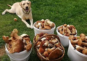 Прицеп грибов, 124 боровичка на одной поляне и ведра красноголовиков