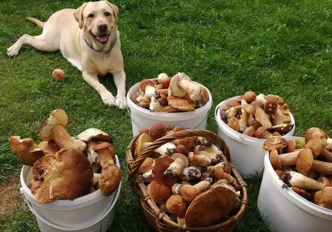 Прицеп грибов, 124 боровичка на одной поляне и ведра красноголовиков