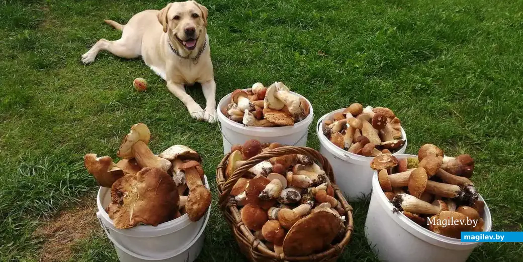 Фото Дарьи Лавринович из Бобруйска.